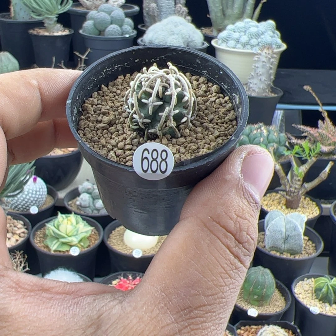 蚧***️飞鸟单头一物一拍688