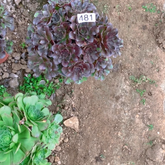 无花朵481多肉植物媚金玫瑰