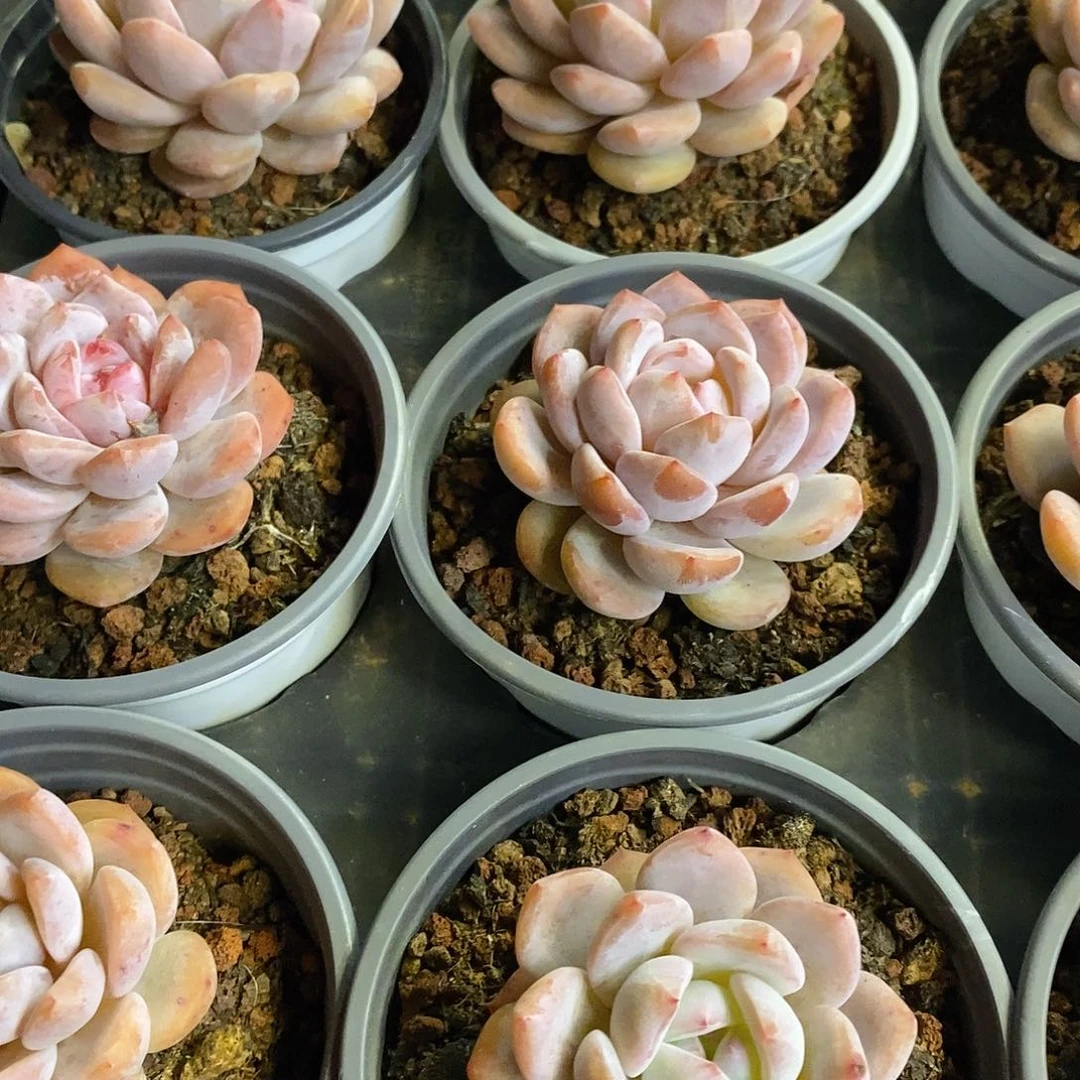 团。单头雪天使。福利多多