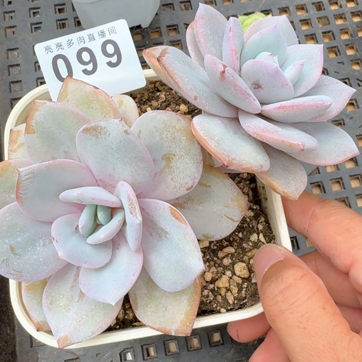 奶茶  开播福利多肉植物