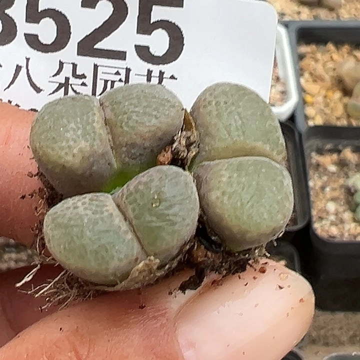无花朵525号特价风铃