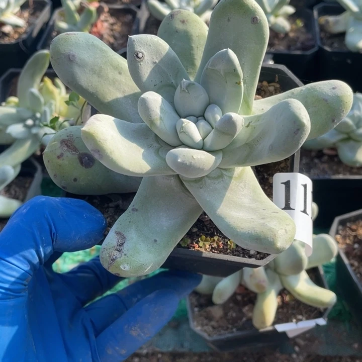 115号拇指多肉植物老庄