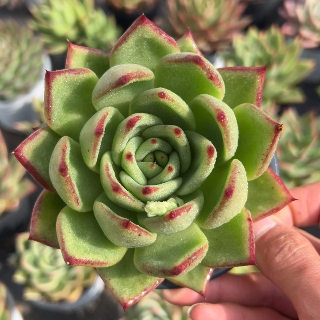 多肉植物一物一拍（19号）