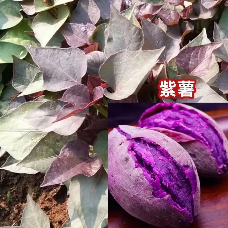 高产紫薯苗紫罗兰紫薯苗秧红薯苗种泰脱毒水晶紫薯苗蜜薯地瓜秧苗