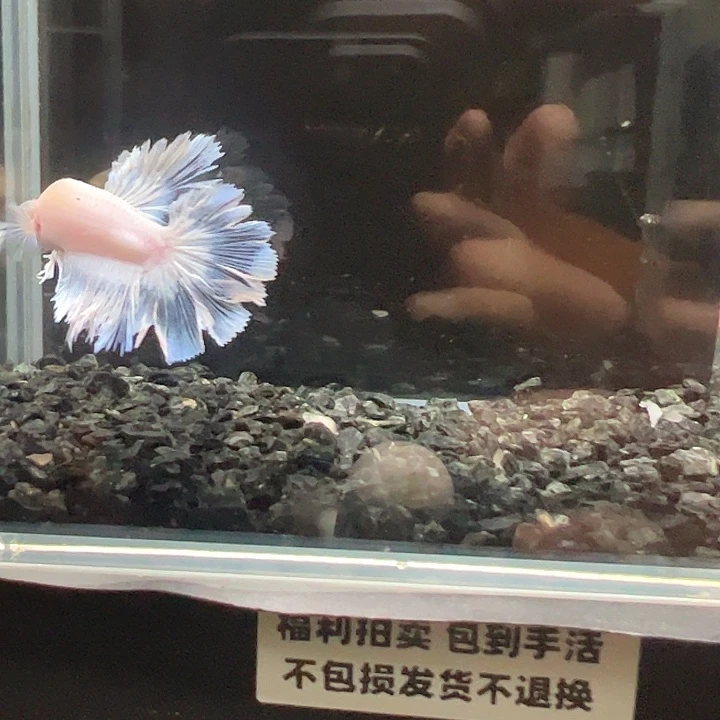 斗鱼跑单拉黑4日98