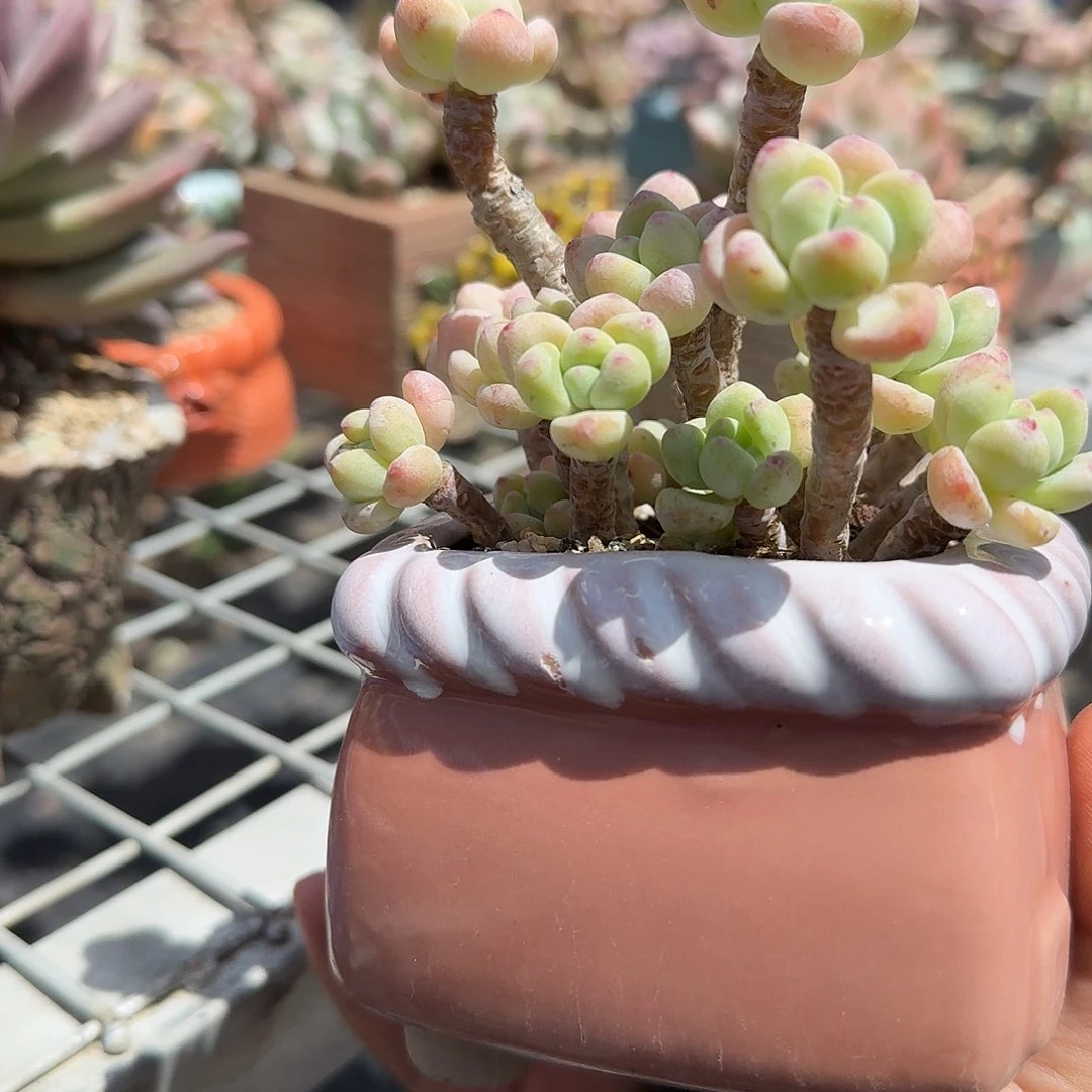 果冻罗琦老庄多肉植物