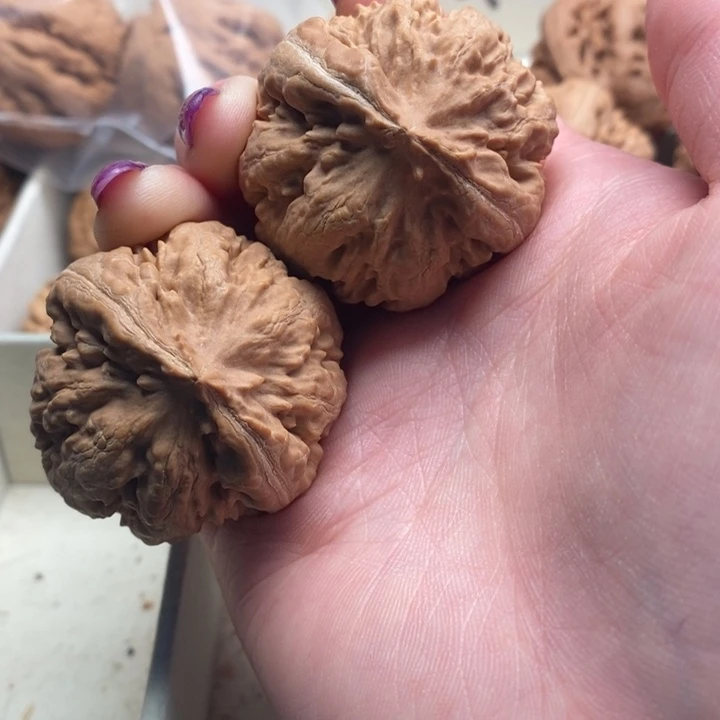 屁***丶霸王龙品无修一刀没动