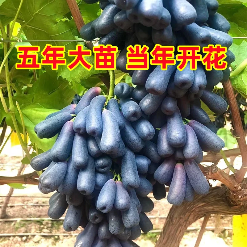 葡萄树苗庭院爬藤南北方种盆栽地栽