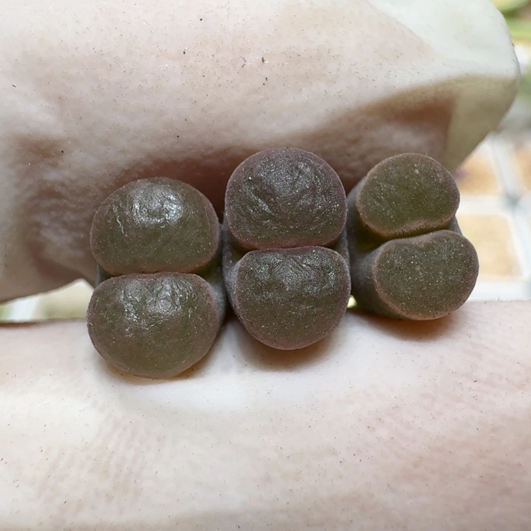 S****0628-40班克磁铁肉锥