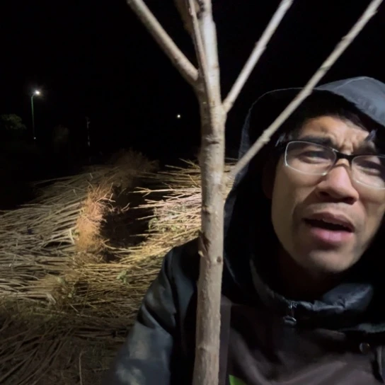 当前无花栽培后可以开花齐早