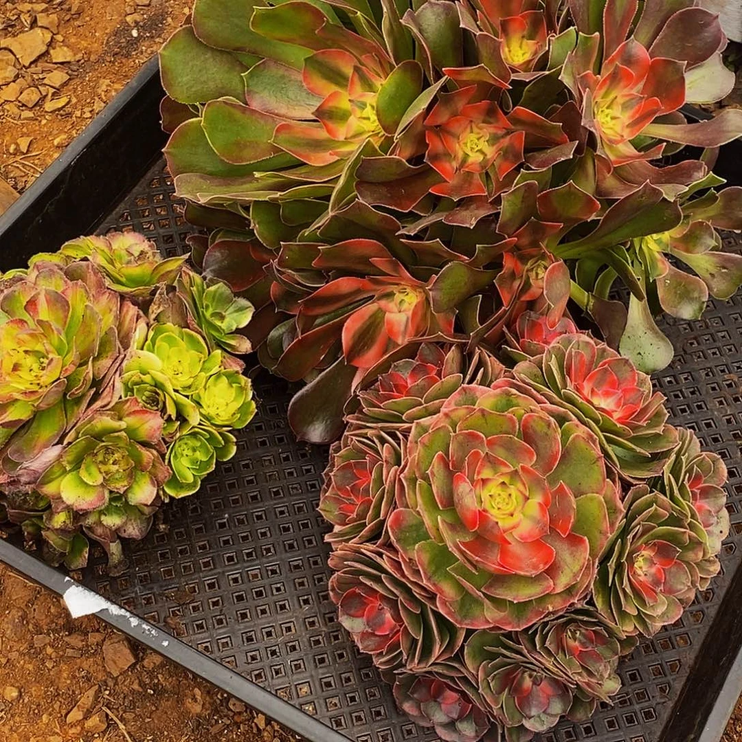 上古园艺多肉植物461