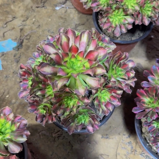 韶华法师9.9多肉植物
