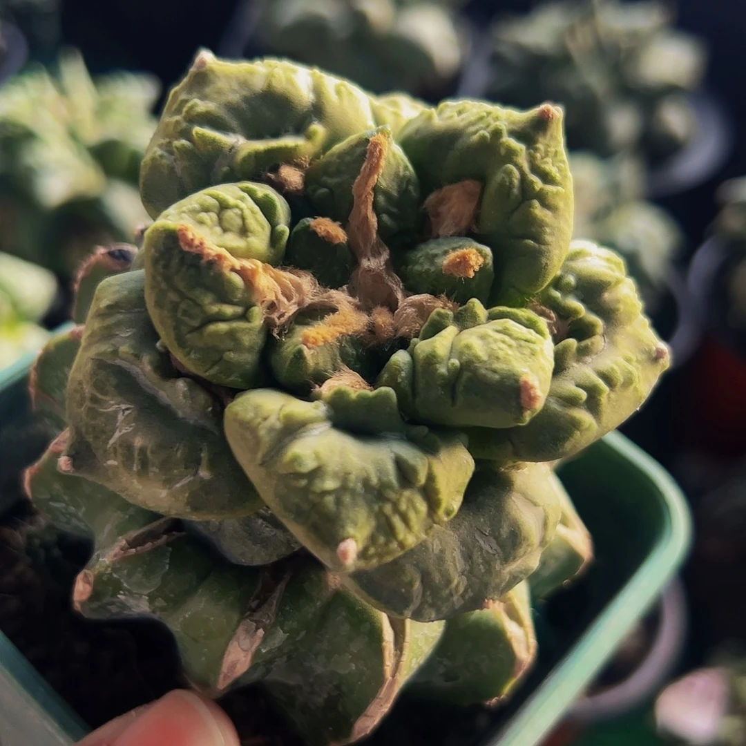 无花朵福利龟甲怒涛牡丹788