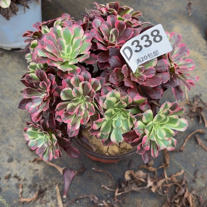 瑞妈多肉园艺338同花顺