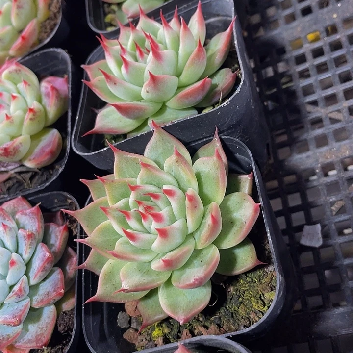 托斯卡带盆土发货
