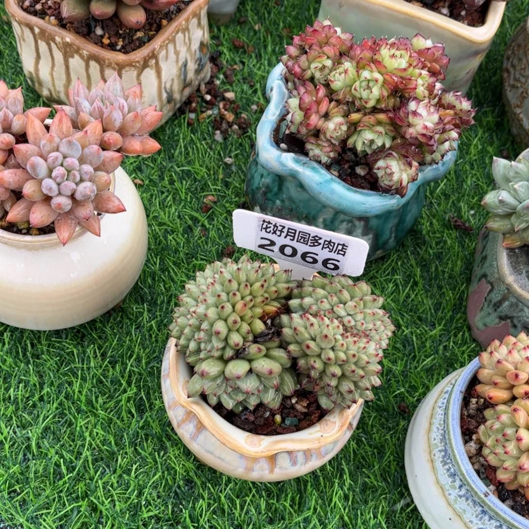 小****多肉植物2066带盆