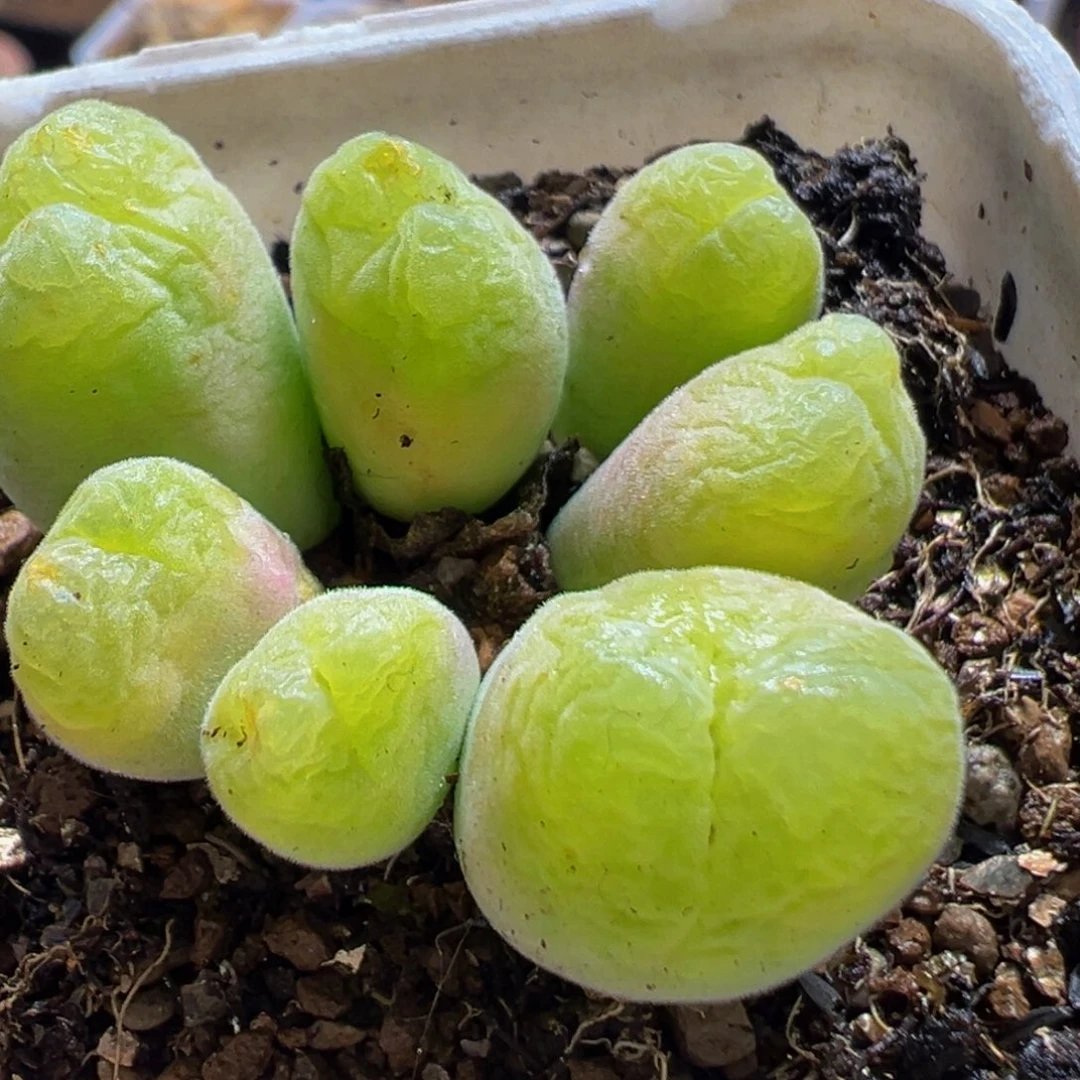 420多肉植物百科植物