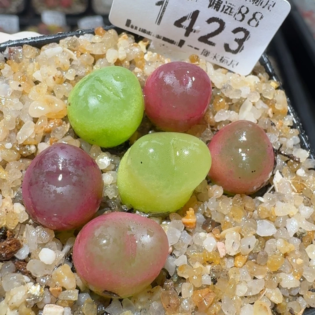 Z小黄车里去捡漏1423