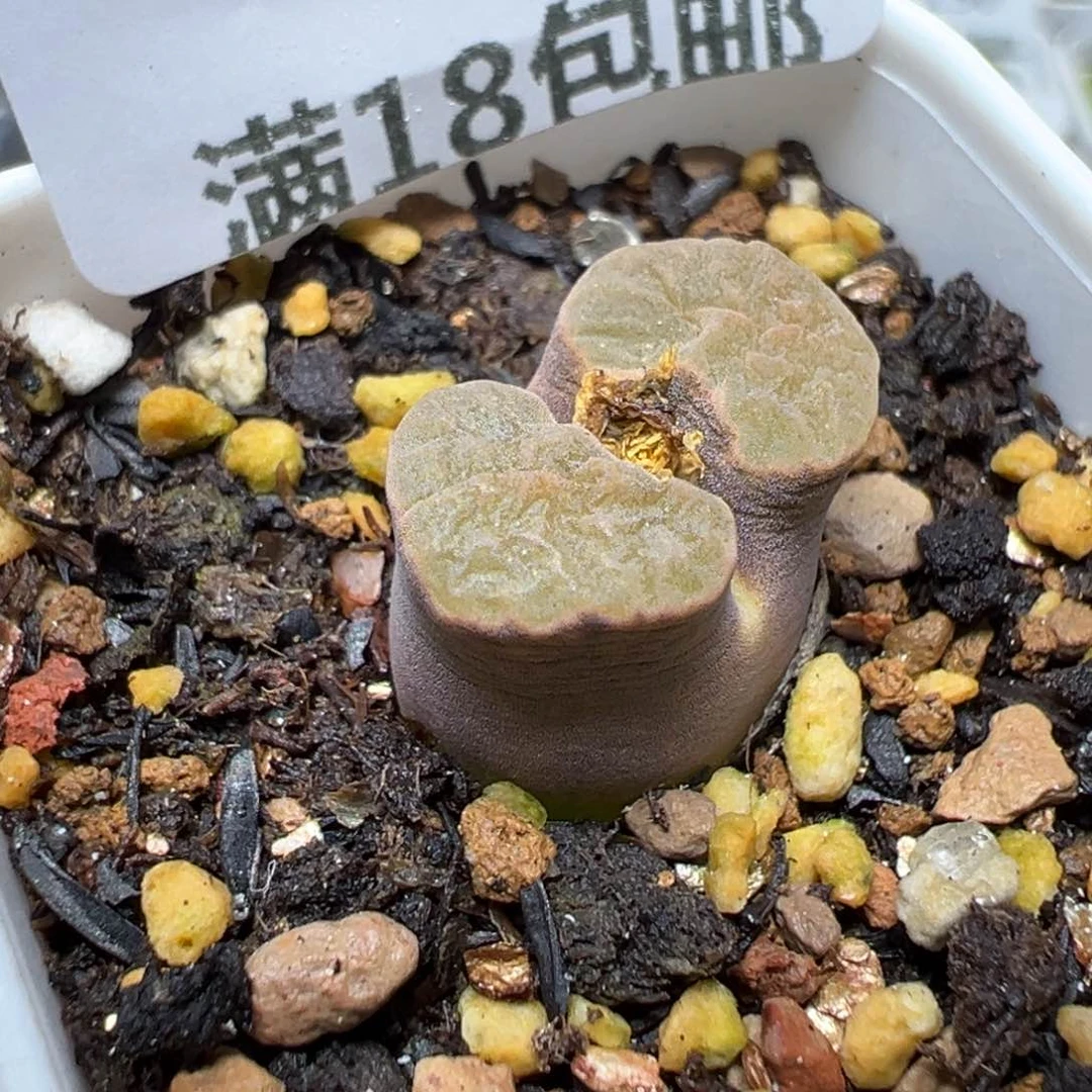 【闪购商品】 159。