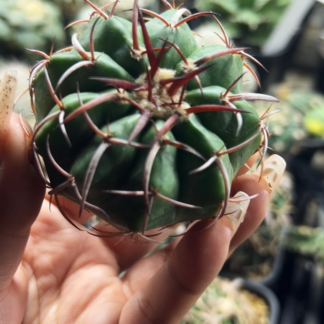 圆盘仙人球666666