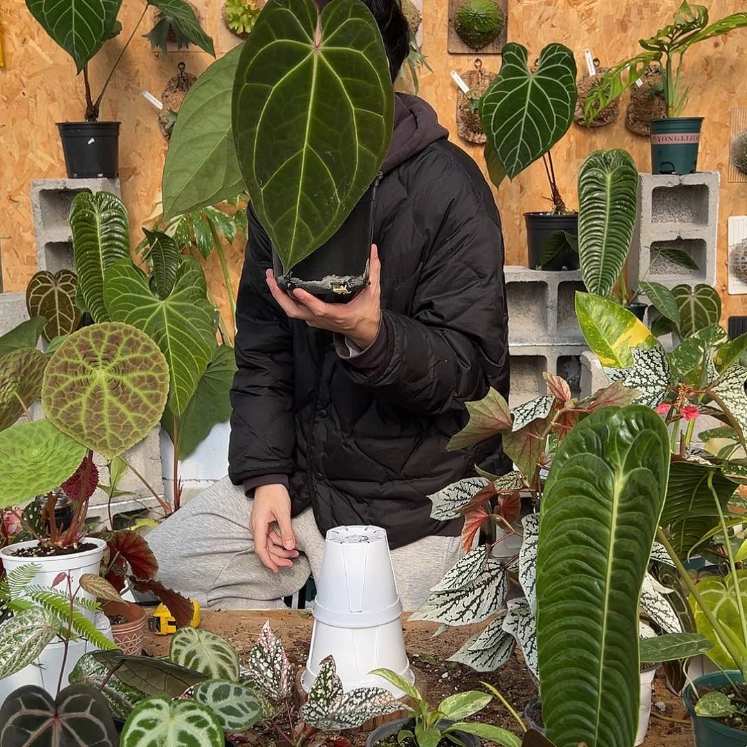 完全开放A08老桩花烛