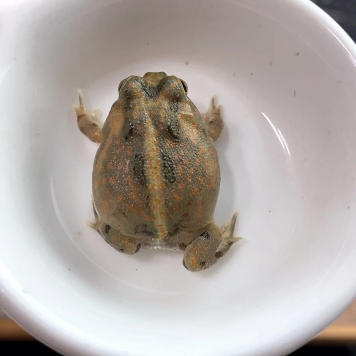 团****角蛙992号波子角蛙