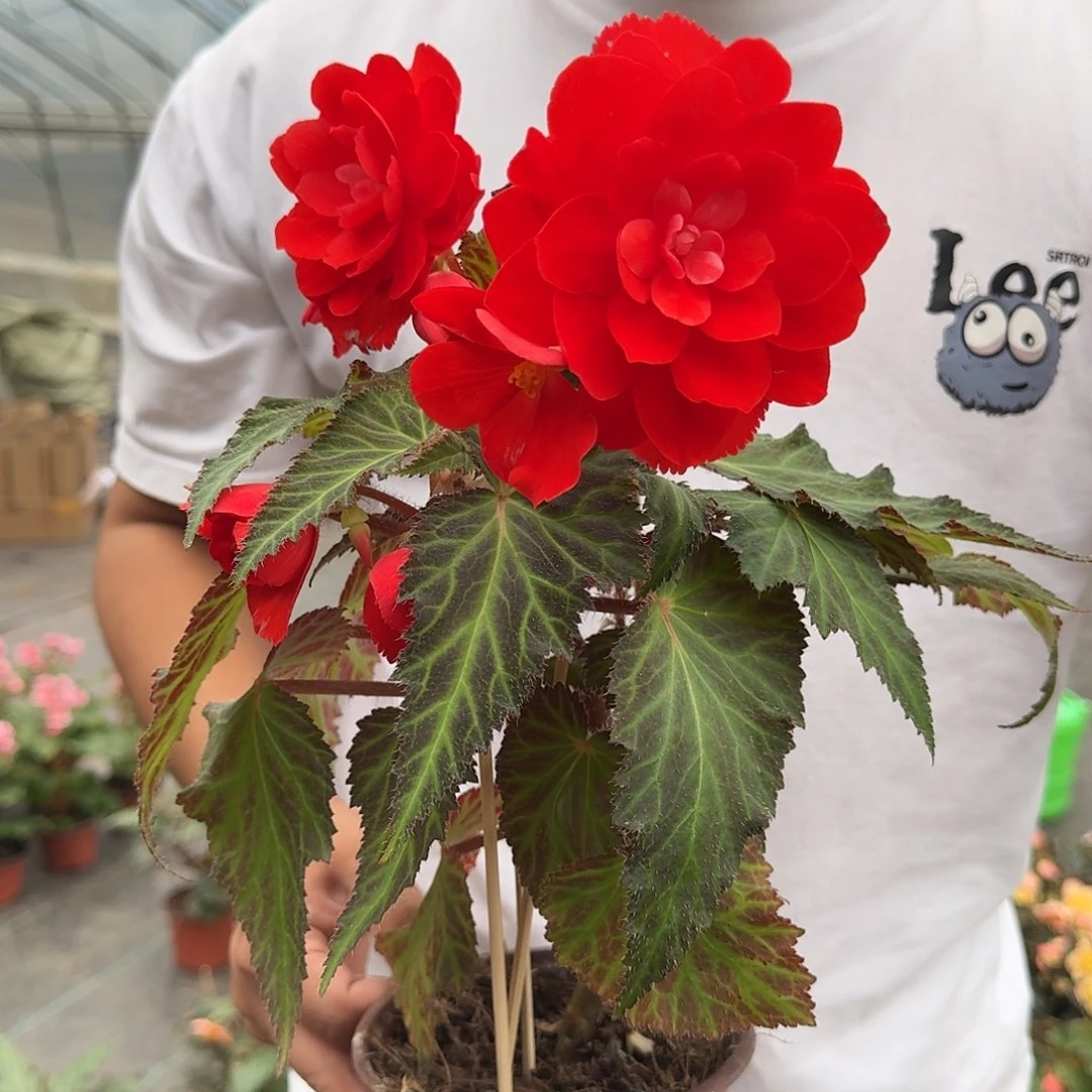 全部花苞迈阿密小姐，不拍保温冻死与售后