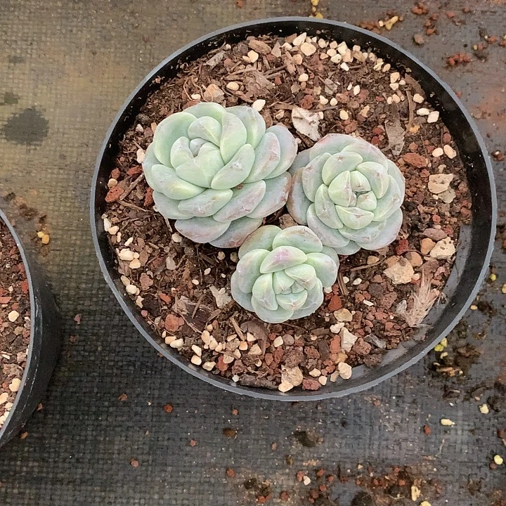 Ella多肉植物哈哈哈