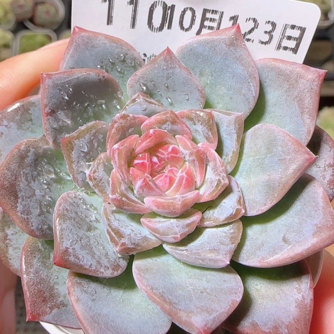 花语逸镜1023-110溏心
