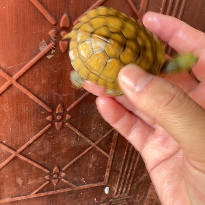 母绿毛龟小青龟63号