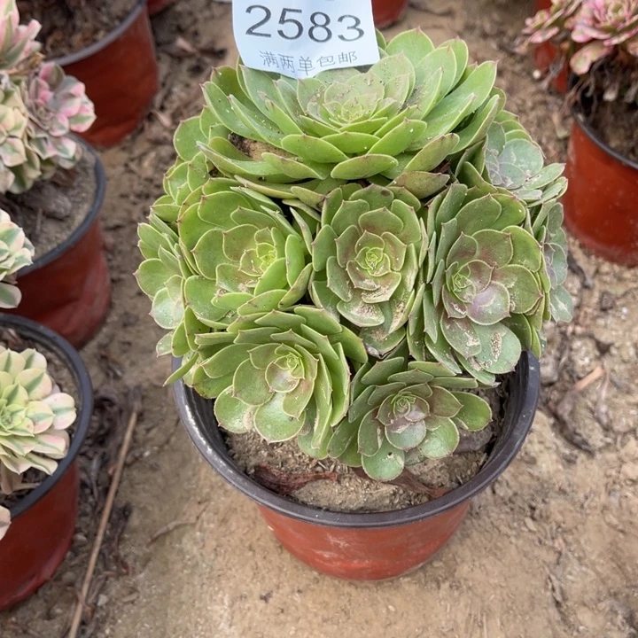 溏心多肉的人多肉的人2583