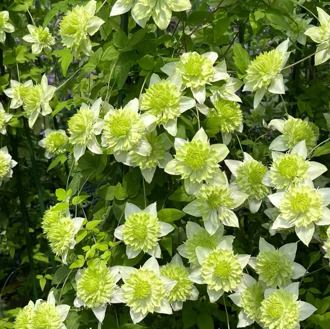 【小绿又名绿玉】铁线莲四季开花爬藤植物重瓣大花庭院阳台藤本攀援