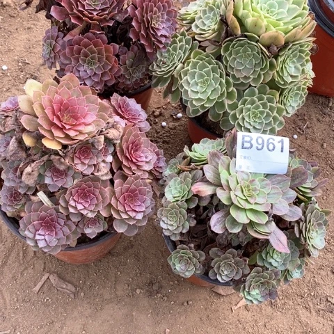 961四颗法师多肉植物