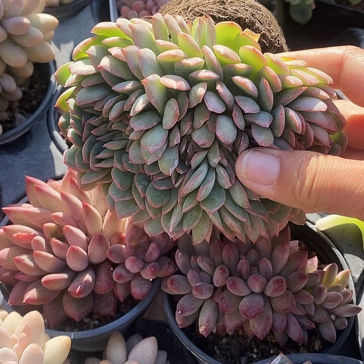 荷花缀13467788999