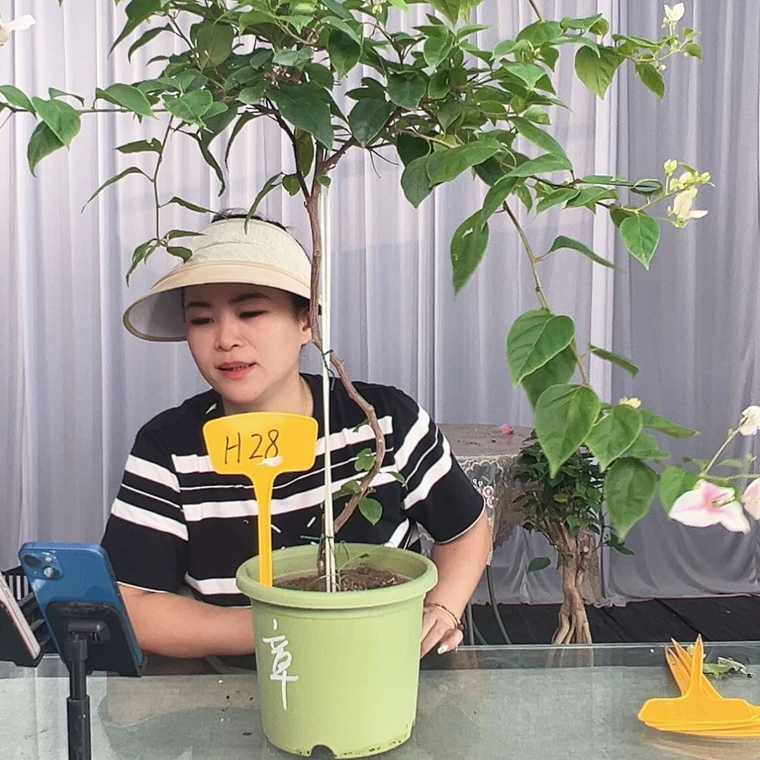 墨***轩大部分开放少量花苞H28章红英