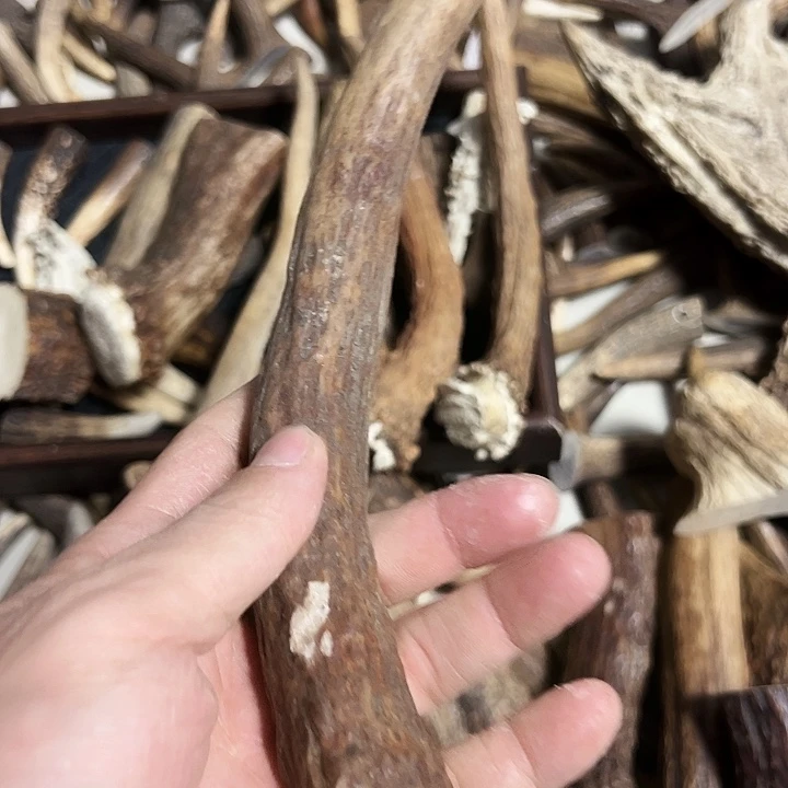 小***辣香榧木木雕款鹿角