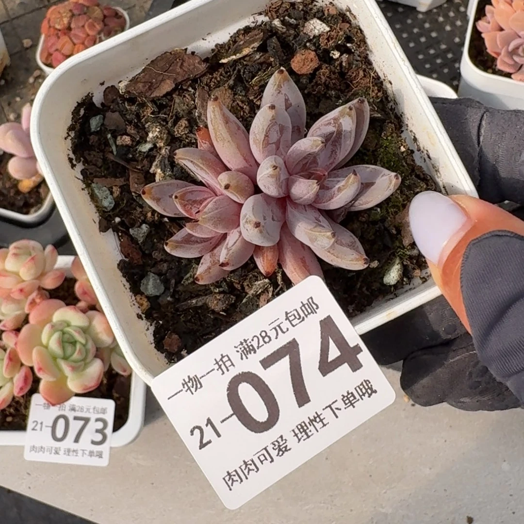 魔爪无盆土发货无