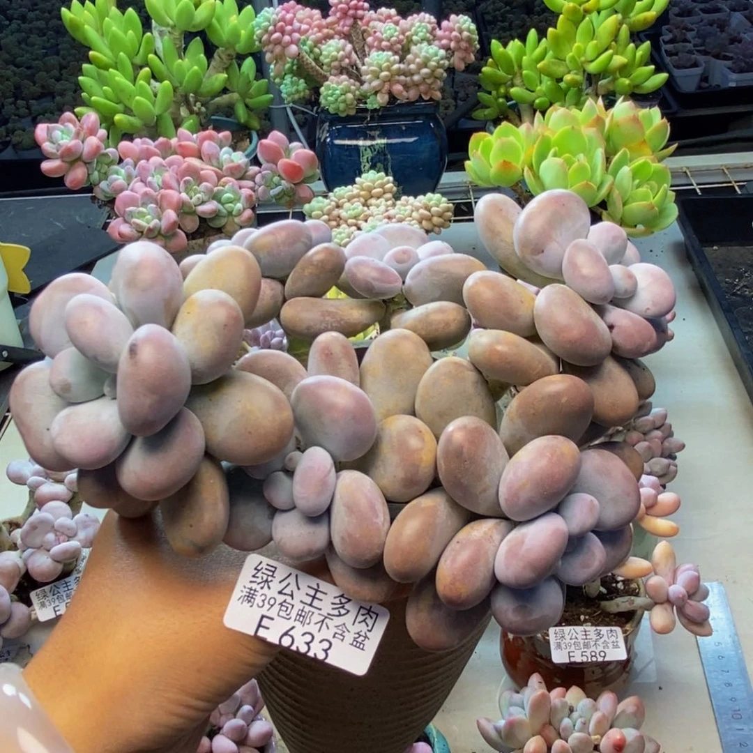 633芭比奶多肉15c m