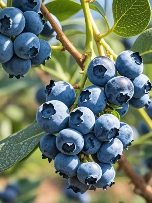 山东蓝莓头茬精品中大果