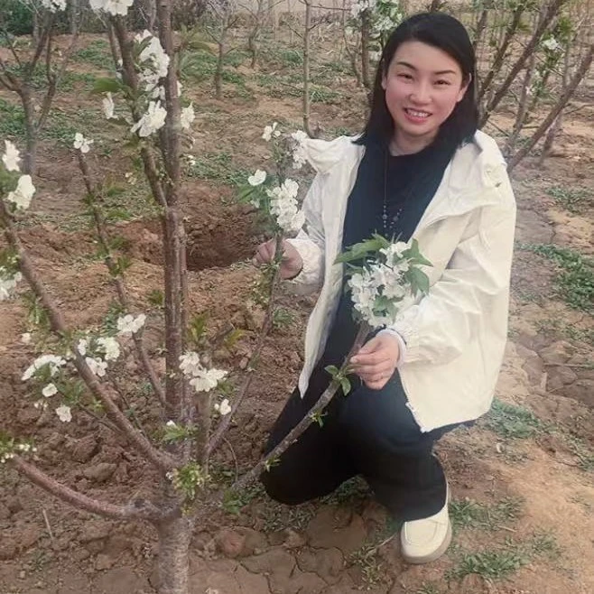 车厘子大樱桃树苗，落花即见果，一树一拍对标对版，源头原冠幅发货
