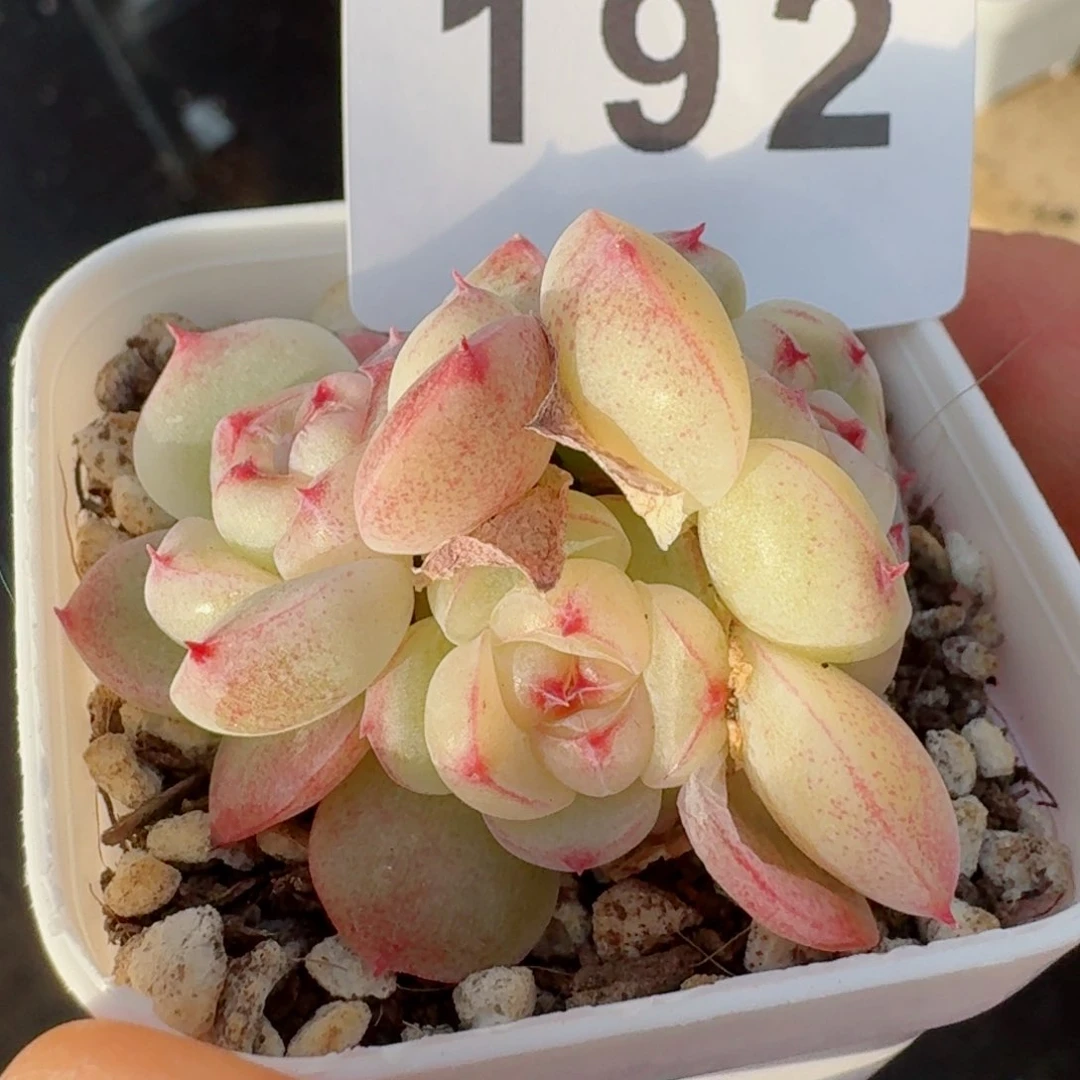 白雪群生         精品多肉