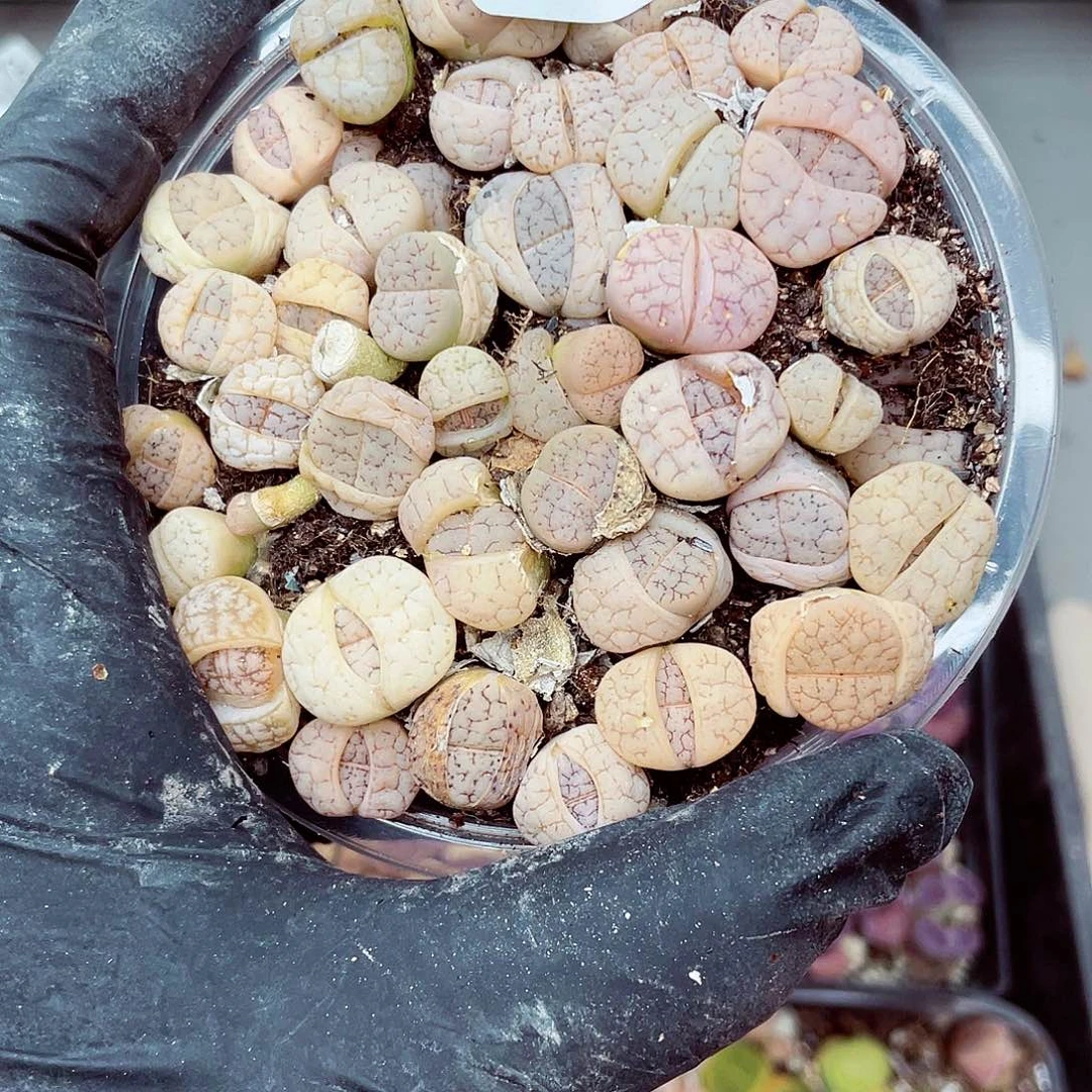 郎哥多肉18包邮0510-87