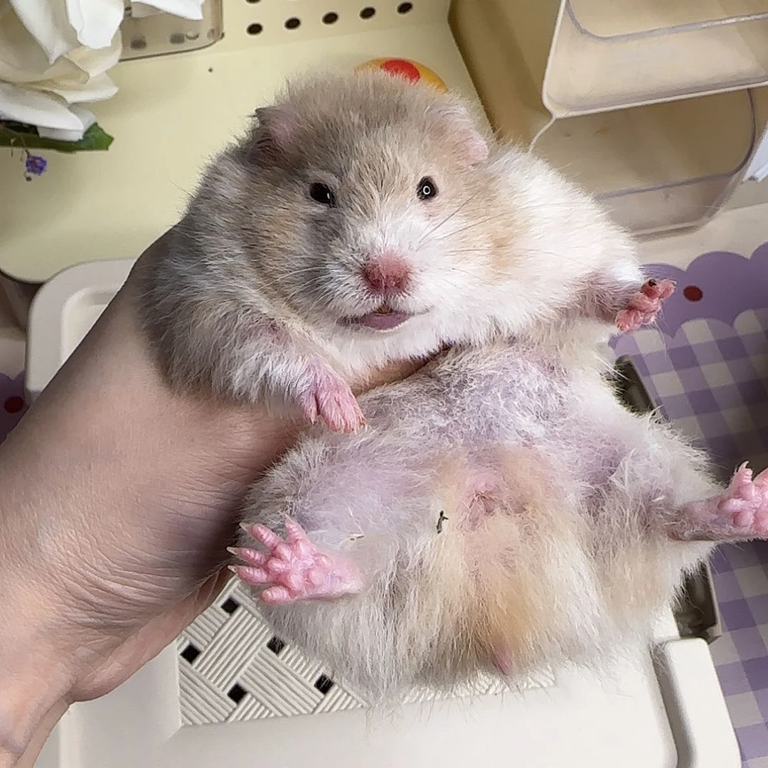 1鸽灰波妹妹3.11生日170g