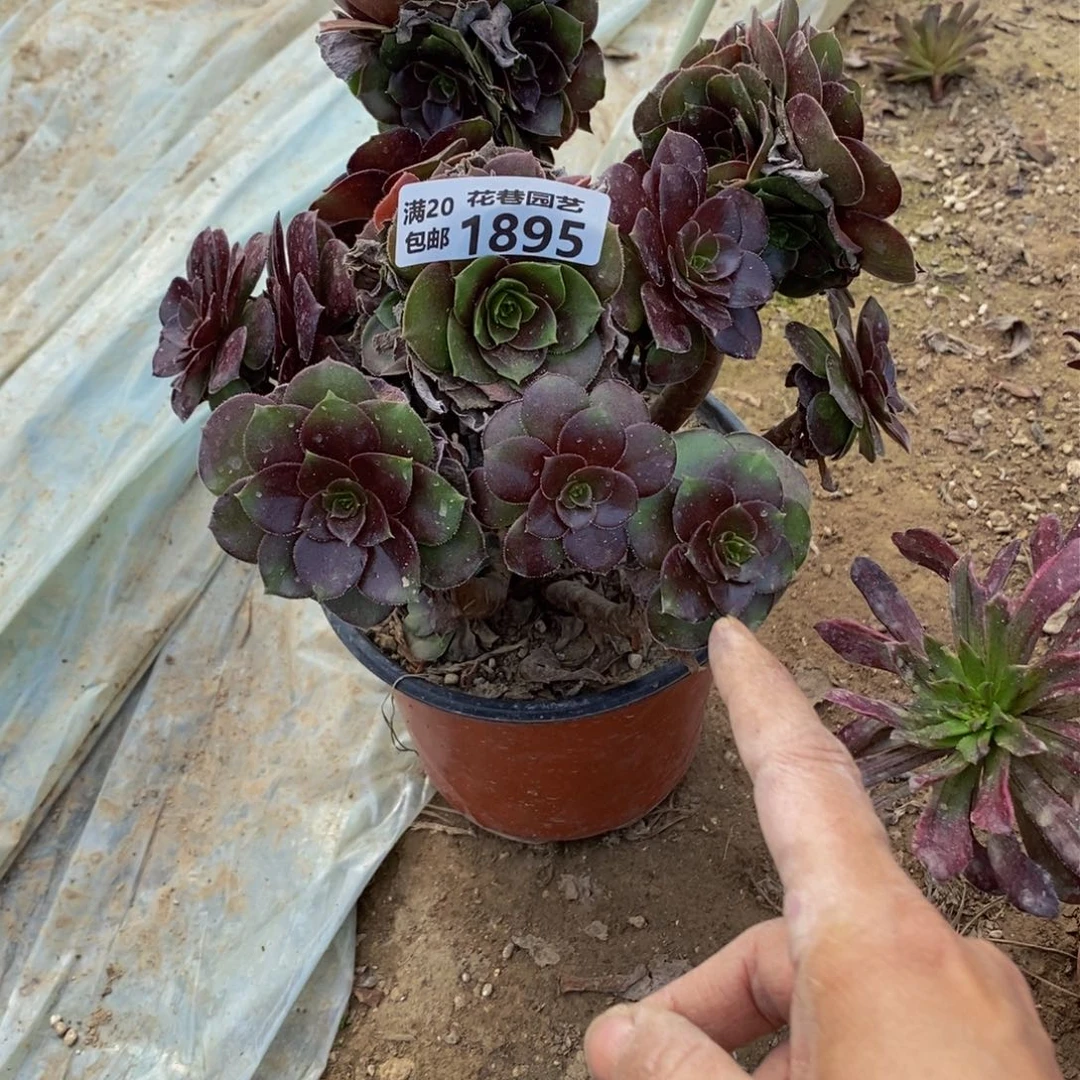 1895 号一物一拍多肉植物