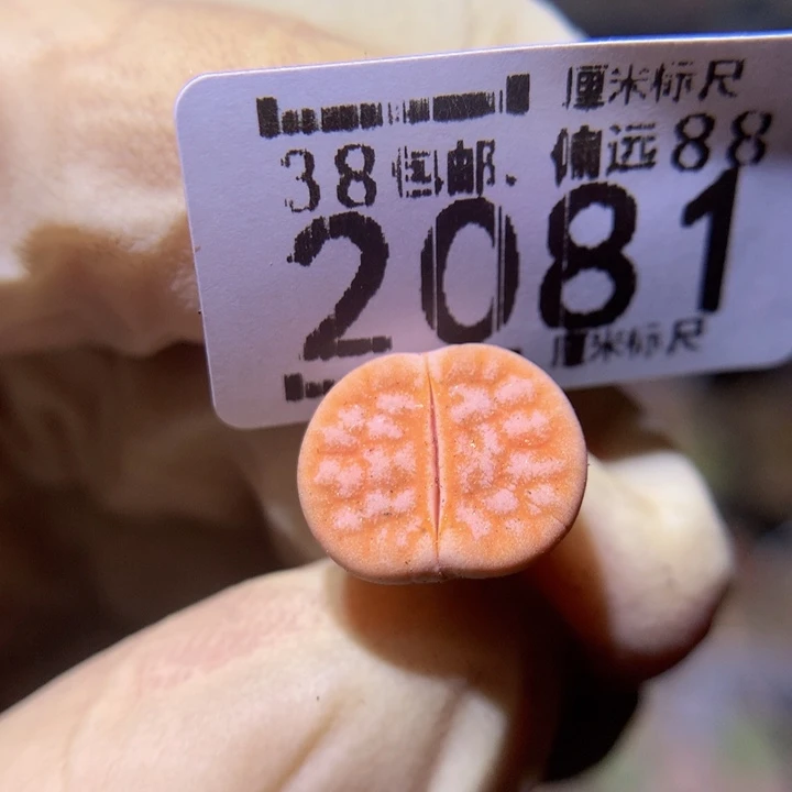 Sss精品生石花2081