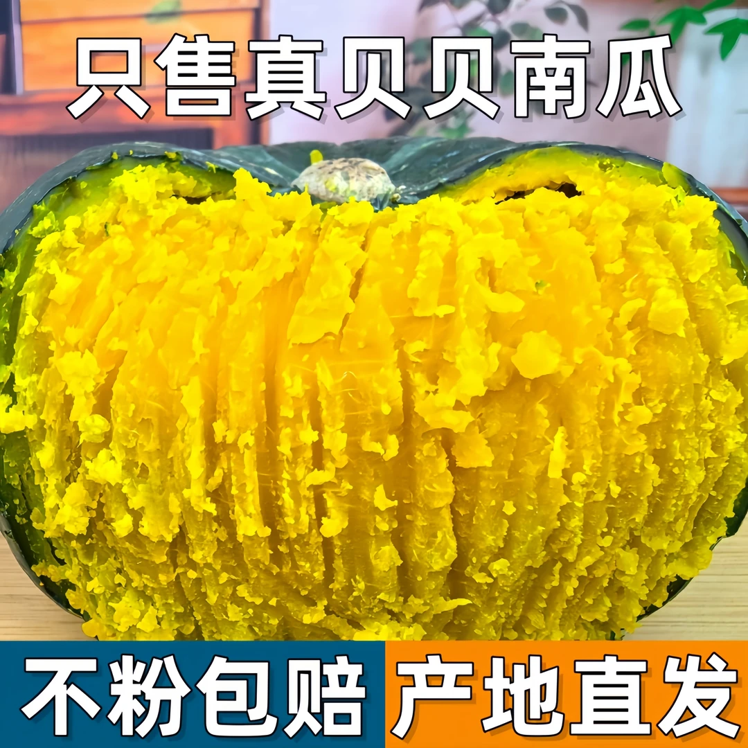 新疆沙地新鲜采摘粉糯香甜板栗味贝贝南瓜宝宝辅食饱腹粗粮代餐