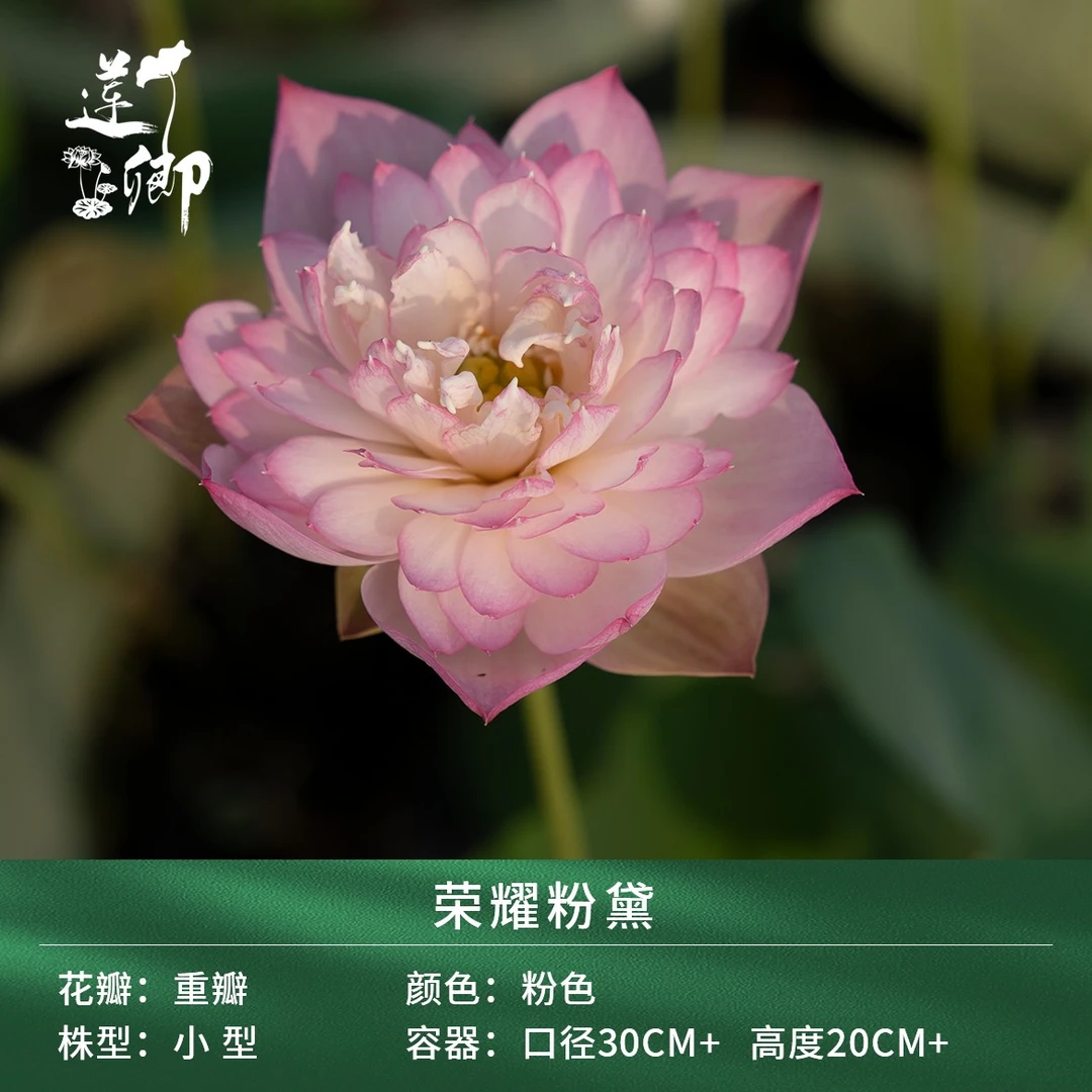 莲卿【荣耀粉黛】小型粉色系重瓣庭院荷花阳台盆栽种植种藕根茎苗