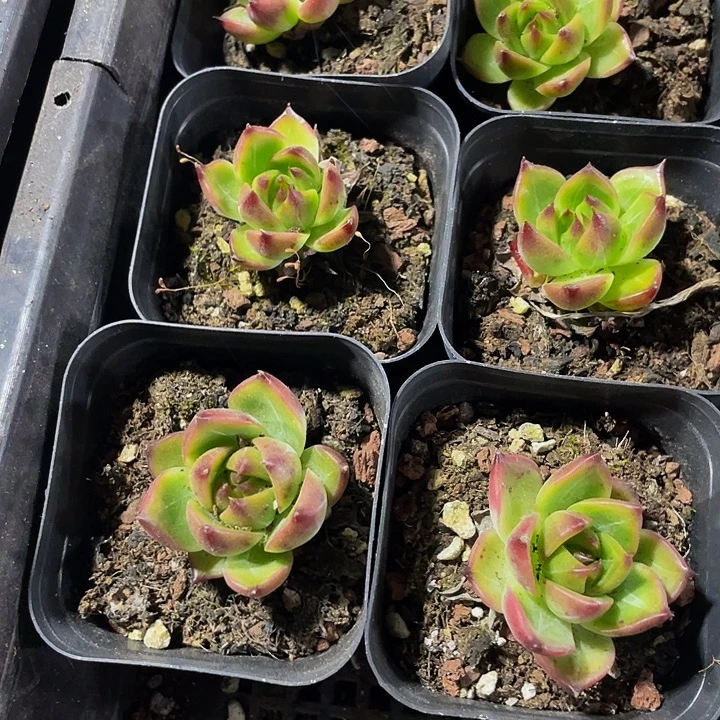 蓝龙1.8带盆土发货