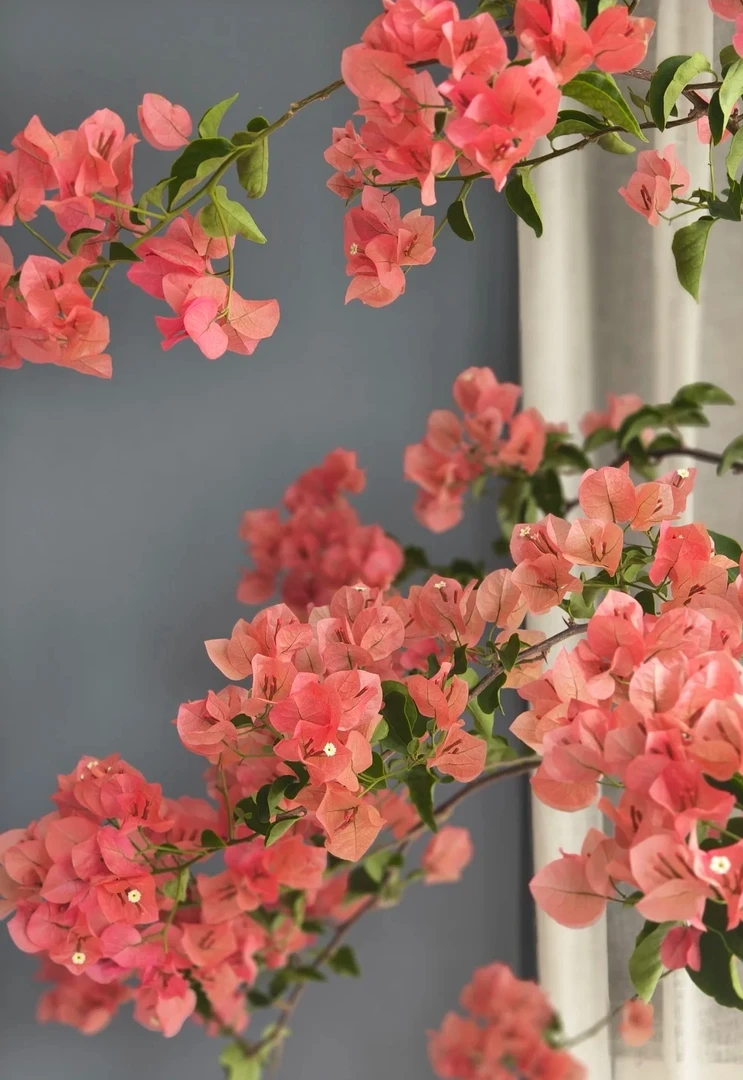 【0.5加仑盆组合】彩色三角梅四季开花 可爬藤 可灌木 可地栽