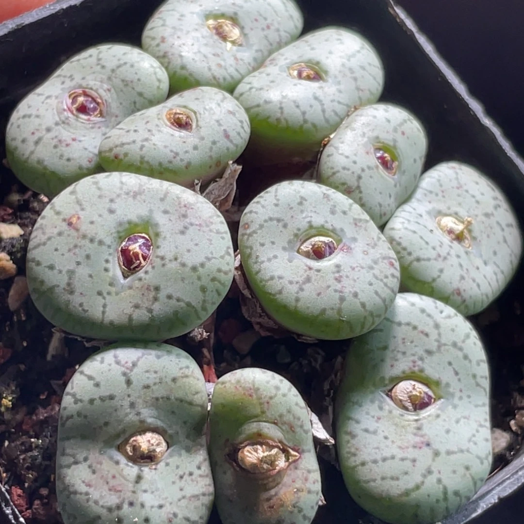 大群安贞一物一拍～8